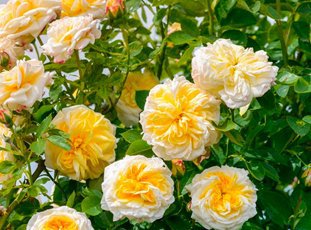 Плетистая роза «Казино»: описание сорта, фото и отзывы