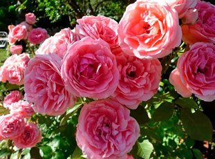 Роза «Кимоно»: описание, фото и отзывы
