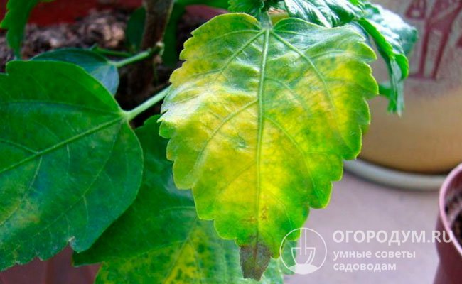 Пожелтение и увядание листьев также наблюдается при поражении вредителями