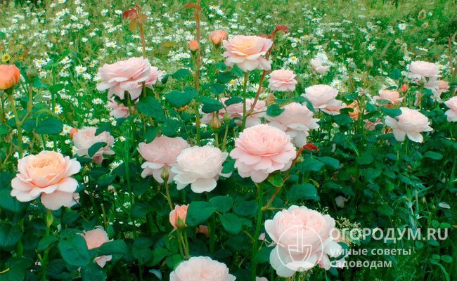 Роза «Королева Швеции» (на фото) прекрасно подходит для создания изысканных ландшафтных композиций и составления романтичных букетов