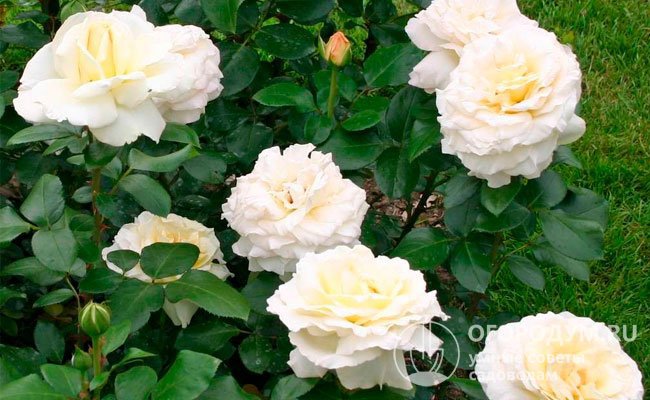 Роза «Ла Перла» (на фото) стала для цветоводов настоящей драгоценностью, впечатляющей своим элегантным внешним видом и очень хорошим здоровьем