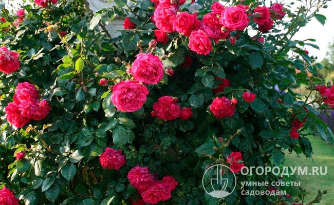 Плетистая роза «Лагуна» (на фото) отличается очень высокой устойчивостью к заболеваниям и неблагоприятным погодным условиям