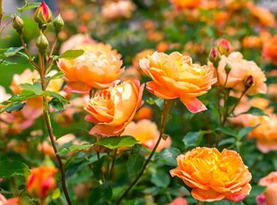 Роза «Леди оф Шалот»: описание сорта, фото и отзывы