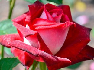 Роза «Люксор»: описание сорта, фото и отзывы