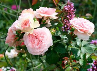 Роза «Мария Терезия»: описание сорта, фото и отзывы