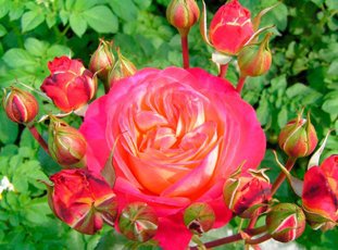 Роза «Мидсаммер»: описание сорта, фото и отзывы