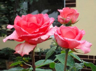 Роза «Мондиаль»: описание сорта, фото и отзывы