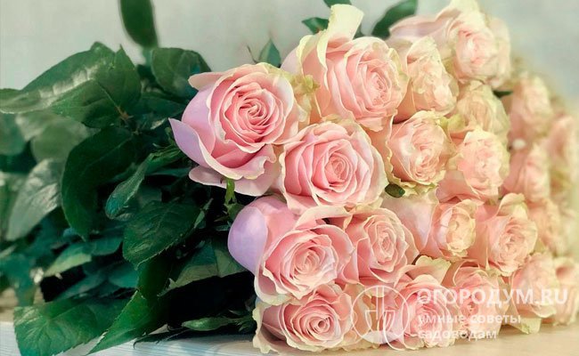 Роза «Пинк Мондиаль», окрашенная в нежный кремово-сливочный цвет с розовым отливом, активно применяется в свадебной флористике