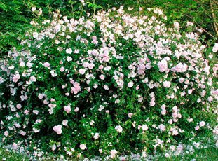 Плетистая роза «Нью Даун»: описание сорта, фото и отзывы