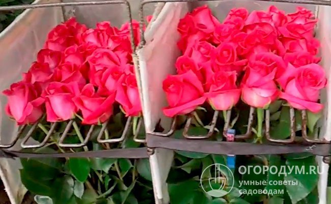 Основным мировым экспортером срезочной розы «Пинк Флойд» является компания Eden Roses, коммерческие плантации которой расположены в Эквадоре на высоте 3000 метров над уровнем моря