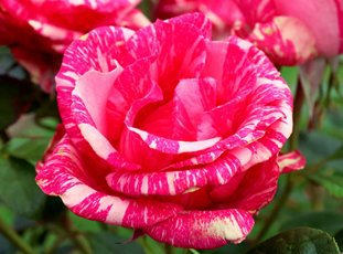 Роза «Пинк Интуишн» описание сорта, фото и отзывы