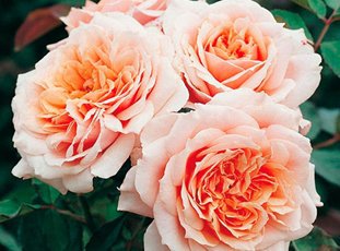 Роза «Поль Бокюз»: описание сорта, фото и отзывы