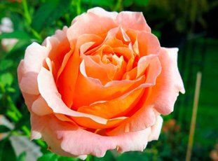 Плетистая роза «Полька»: описание сорта, фото и отзывы