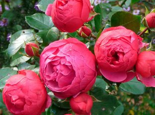 Роза «Помпонелла»: описание сорта, фото и отзывы