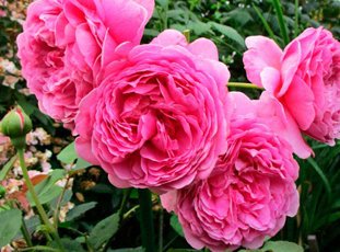 Роза «Принцесса Александра оф Кент»: описание сорта, фото и отзывы