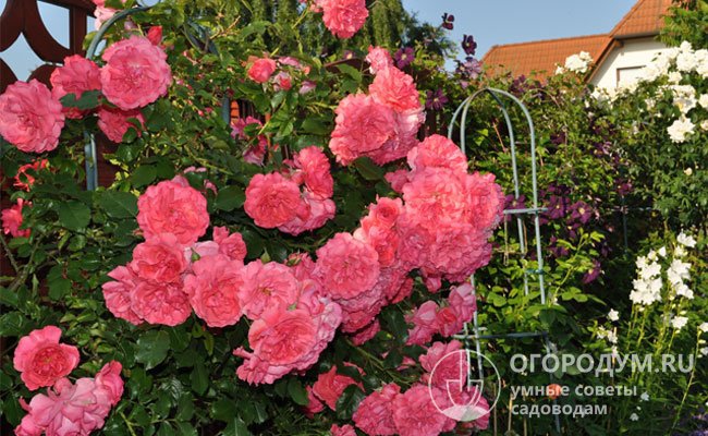 Плетистая роза «Розариум Ютерсен» (на фото) – современный сорт, широко распространенный во всем мире