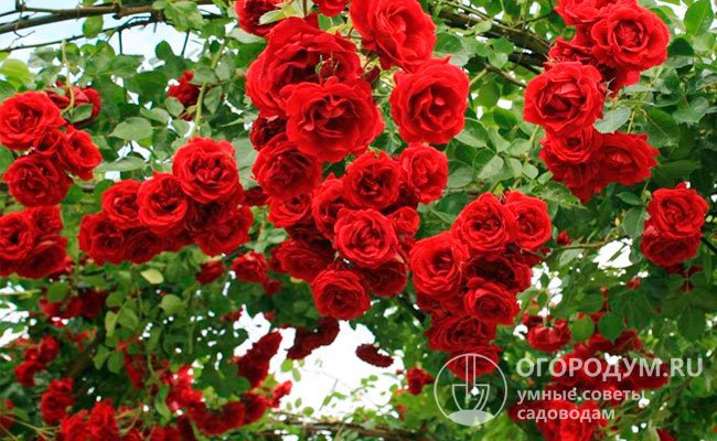 Махровые ярко-красные цветы «Симпатии» имеют темно-малиновый отлив, придающий блеск, глубину и бархатистость