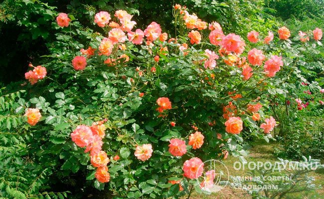 Кусты роз «Вестерленд» (на фото) демонстрируют высокие декоративные качества на протяжении всего сезона