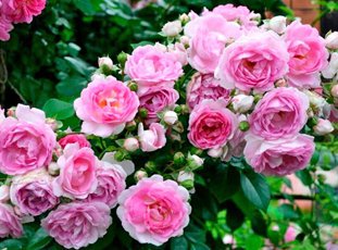Плетистая роза «Жасмина»: описание сорта, фото и отзывы