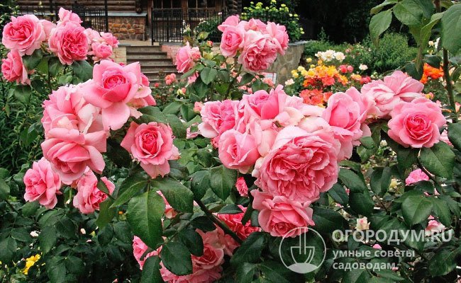 Розы-флорибунды (на фото) идеально подходят для озеленения небольших приусадебных участков, садов и парков