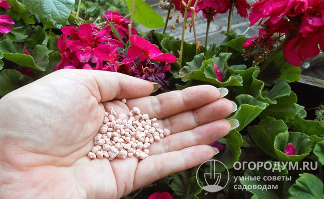 Для стимуляции цветения многие садоводы используют суперфосфат, в котором присутствуют необходимые макро- и микроэлементы: фосфор, азот, кальций, сера, магний