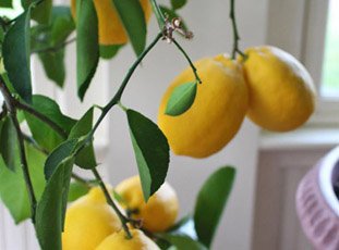 Как привить лимон в домашних условиях