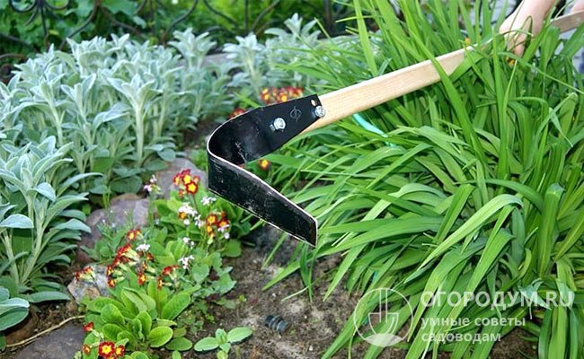 Универсальный плоскорез может заменить несколько садово-огородных инструментов