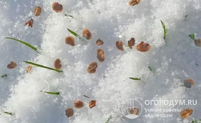 Некоторые огородники практикуют посев в конце февраля – начале марта по тающему снегу, на котором семена одновременно закаляются и напитываются влагой