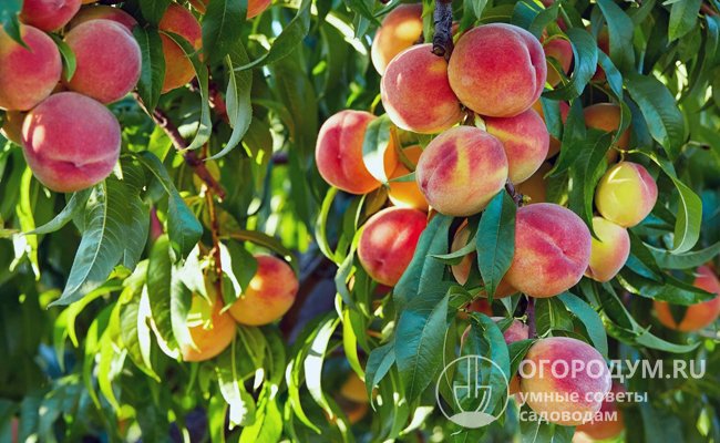 Вкусные, красивые, ароматные плоды – результат упорного труда и заботы садоводов