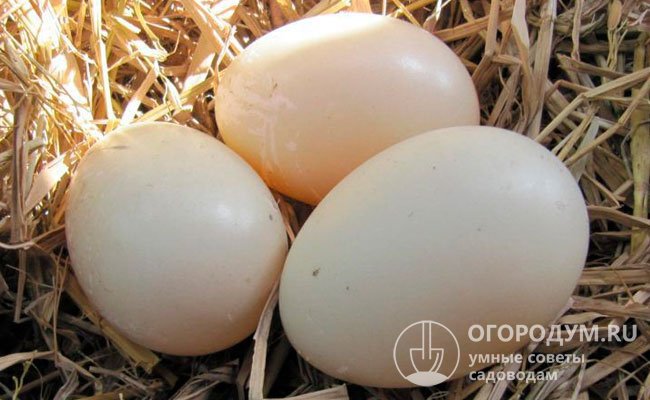 Яйца «индоуток» весят в среднем по 70-75 г и высоко ценятся кулинарами