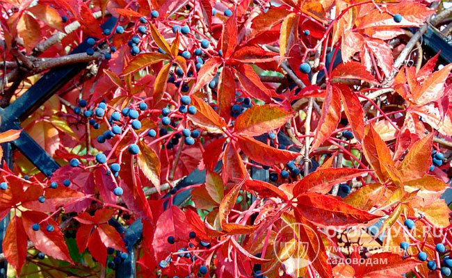 Осенью лиана приобретает чрезвычайно эффектный наряд, сочетающий темные плоды и ярко-красные листья