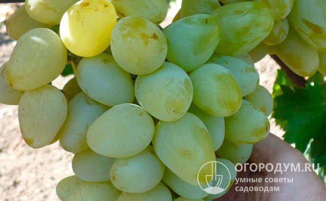 Бело-желтые ягоды винограда «Монарх» (на фото) отличаются гигантскими размерами и превосходным вкусом