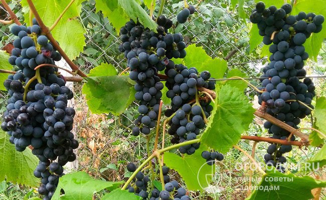 Черный винный сорт «Цимлянский» (на фото) считается рекордсменом по сахаронакоплению – около 30% (при возделывании в Ростовской области)
