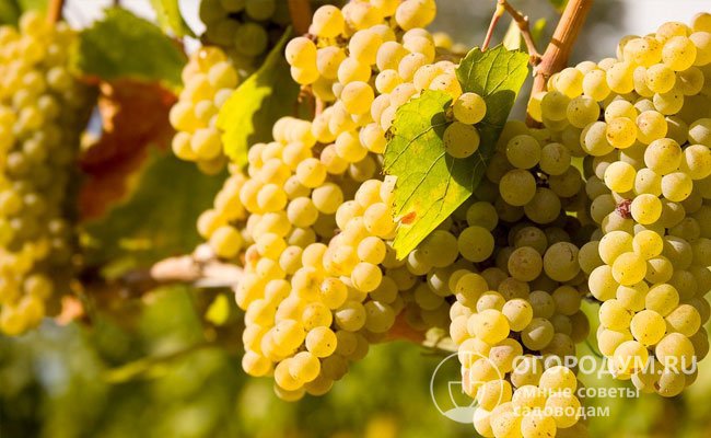 В белых столовых винах из «Шардоне» (на фото) присутствуют характерные фруктово-цитрусовые тона