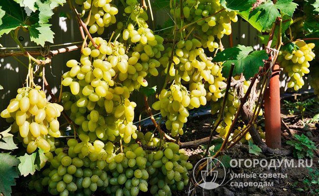 Виноград «Аркадия» (на фото) входит в десятку лучших «таировских» сортов, сочетающих в себе ранние сроки созревания с высокой урожайностью