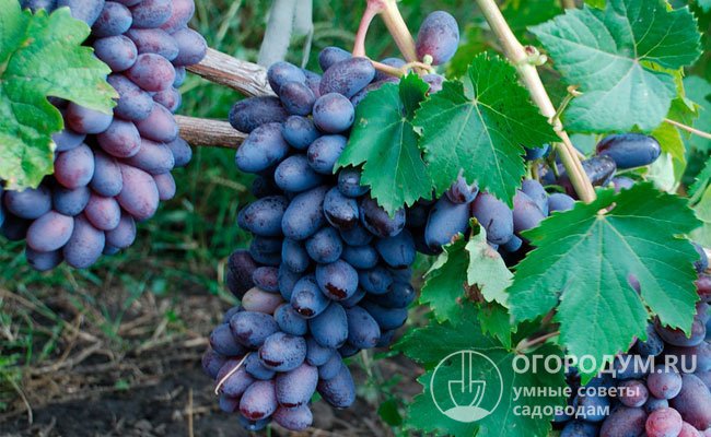 «Фирменный» признак винограда «Байконур» (на фото) – очень крупные по размерам и оригинальные по форме красно-фиолетовые, почти синие ягоды с легким фруктовым привкусом