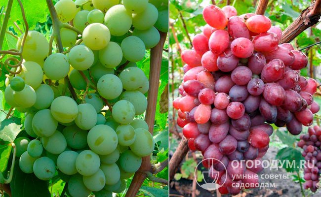 На фото сорта винограда, послужившие родительскими формами: «Талисман» (слева) и «Красотка» (справа)