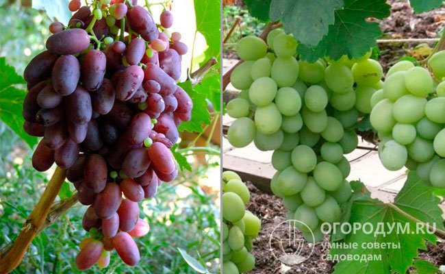 Сорта винограда, послужившие родительскими формами: «Ризамат» (слева) и «Кеша» (справа)