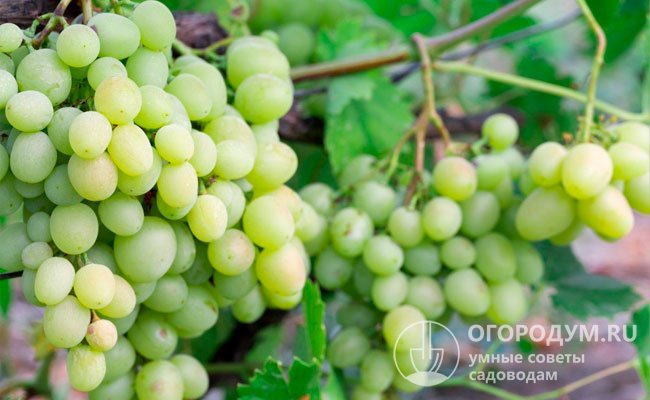 Виноград «Кеша» (на фото) садоводы оценили за крупные вкусные плоды, высокую урожайность и ранние сроки созревания