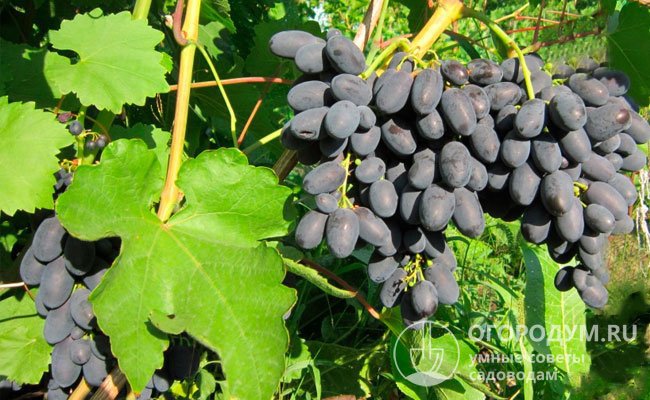Виноград «Кодрянка» (на фото) отличается сверхранними сроками созревания и приятным вкусом «синих» ягод