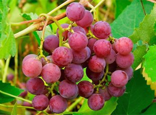 Виноград «Лидия»: описание сорта, фото и отзывы