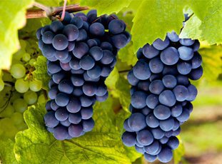 Виноград «Молдова»: описание сорта, фото и отзывы