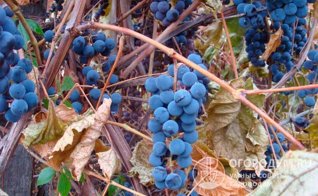 Осами виноград не поражается, но с наступлением холодов его сочные вкусные ягоды любят «подъедать» птицы