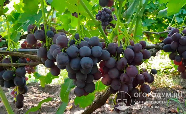 «Рошфор» (на фото) блестяще сочетает сверхранний срок созревания и очень крупную гроздь, с темноокрашенными плодами