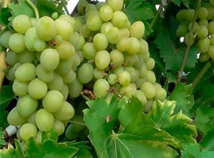 Виноград «Тимур»: описание сорта, фото и отзывы