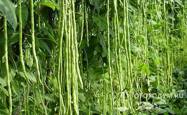 Вигна (на фото) – близкая «родственнца» фасоли, но относится к отдельному виду овощных растений из семейства бобовых