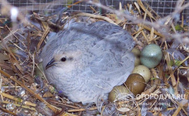 Некоторые самочки пытаются высиживать яйца, но практически всегда бросают их через несколько дней
