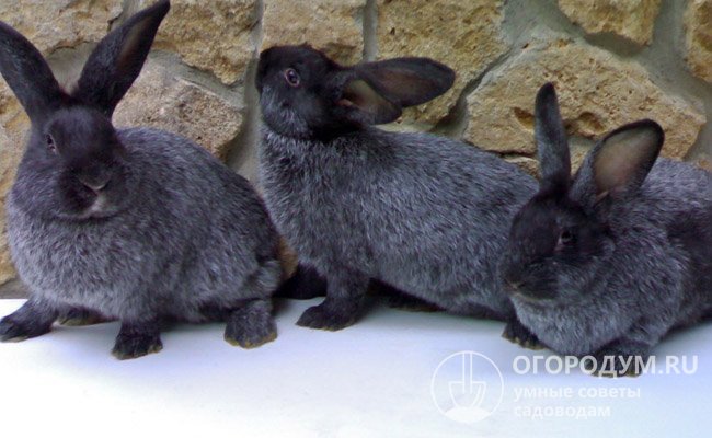 «Полтавские» крольчата рождаются черными и к 3 месяцам после линьки приобретают дымчатый оттенок – серебрятся в первую очередь живот, нос и хвост