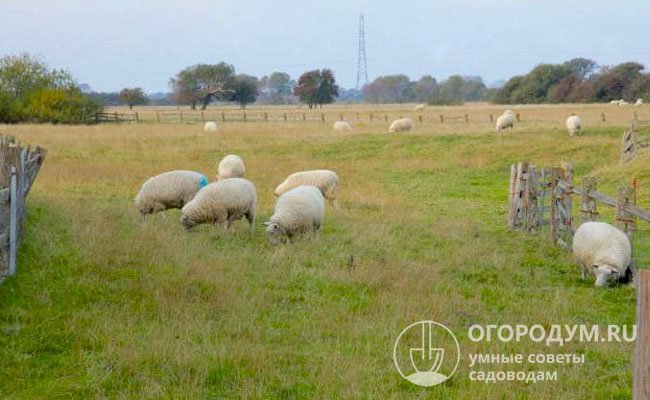 Для здорового развития овцам необходим выпас в теплое время года не менее 14 часов в сутки