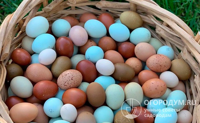 Скорлупа яиц, получаемых от гибридных несушек первого и последующего поколений, имеет широкий спектр оттенков